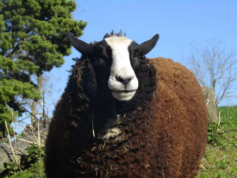 I’ve had my sheep Blackberry for a little over a year now. He has grown into such a big boy!!