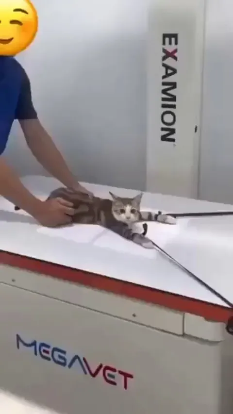 Cat getting an x-ray