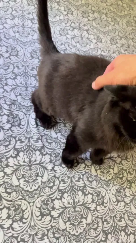 Meet Mya. Anybody know why she does this every.single.time you pet her?