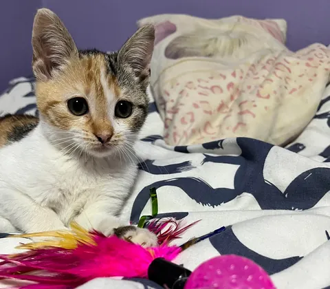 I lost my soul cat at just one year old, and I don’t know how to live with this pain