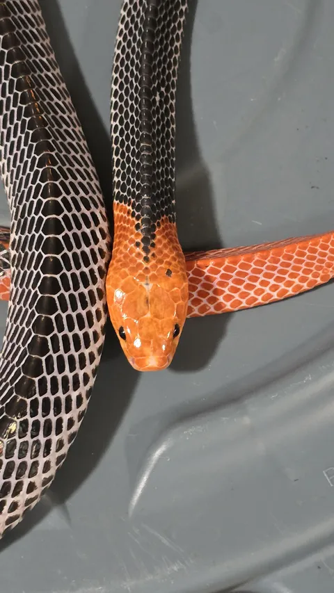 The Red-headed Krait is beautiful but highly venomous.