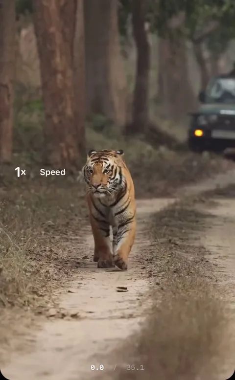 🔥 Stunning footage of ‘S3’, a young male Tiger on patrol 🔥 