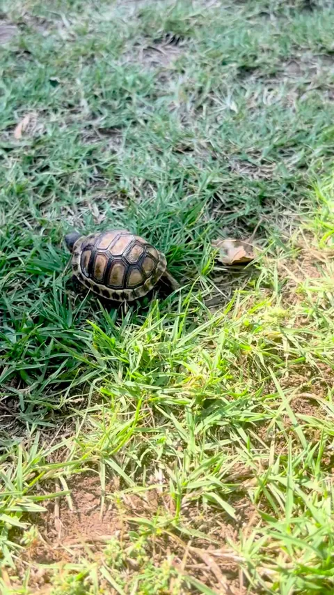 Wild tortoises like to lay their eggs in our garden, we always try keep an eye on them for safety, but we’ve never seen a baby in all these years. Until today!