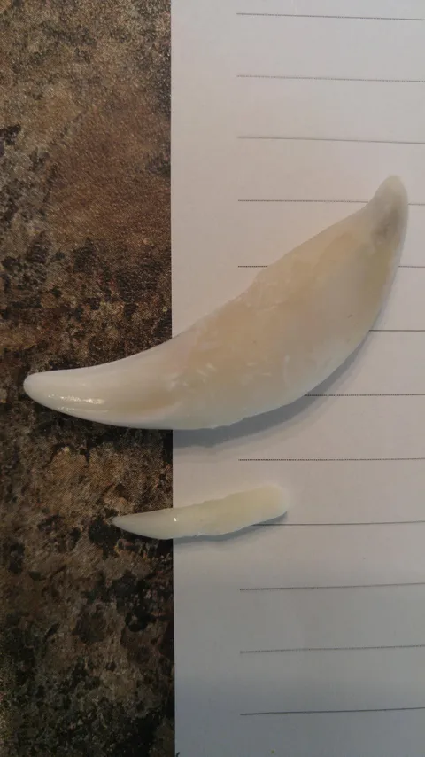 A medium sized dog's upper canine tooth compared to a cat's upper canine. The paper represents the gumline.
