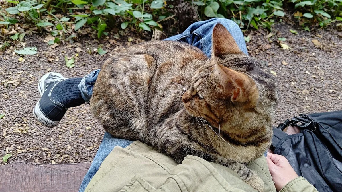 Beautiful cat has been dumped by it's owner...