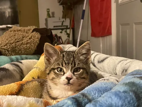 my boyfriends sister found this guy in the walls of our trailer. his name is squinch