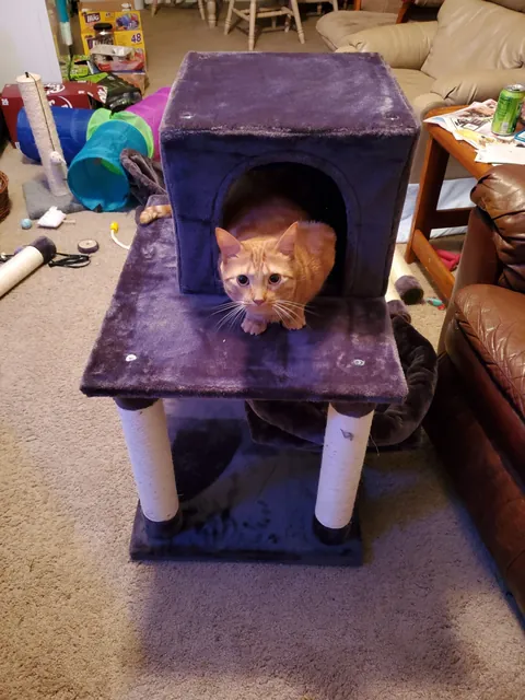 Orange Joe has crossed the rainbow bridge.