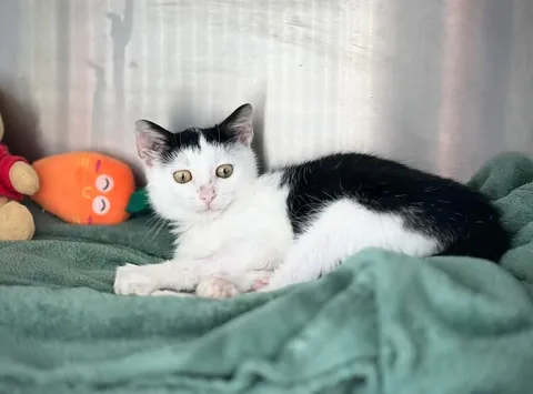 Sick, chewed up by dogs, lungs destroyed and given only a week to live when he was a kitten to being healthy and loved, meet my little fighter Kiki