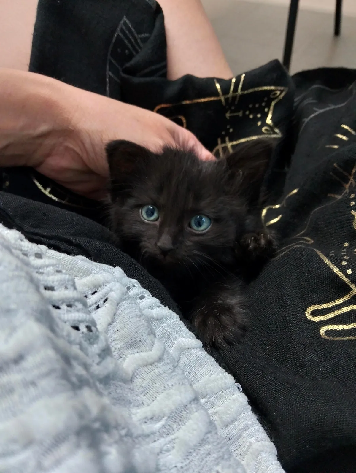 Just kitten things 🖤