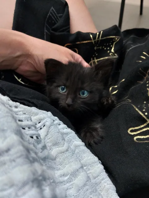 Just kitten things 🖤