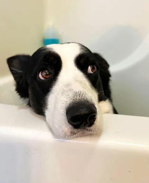 “But why would you harm dog?”