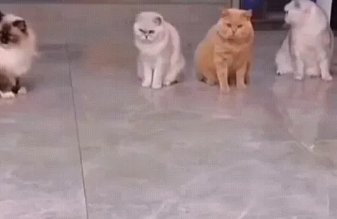 Dumb Cats