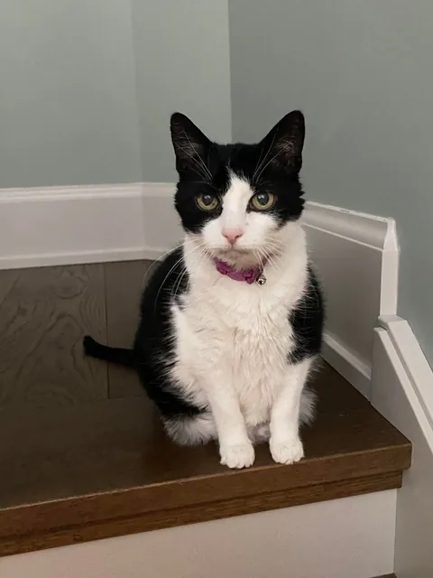 I’m saying goodbye to Pebbles tomorrow. She is still so loved.