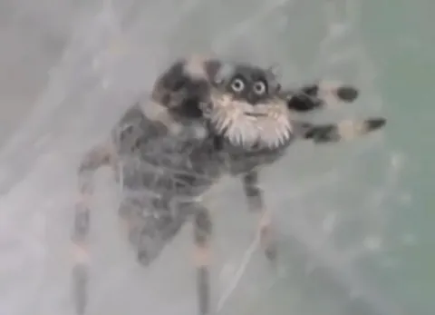 Jumping spider that looks like a bearded old man
