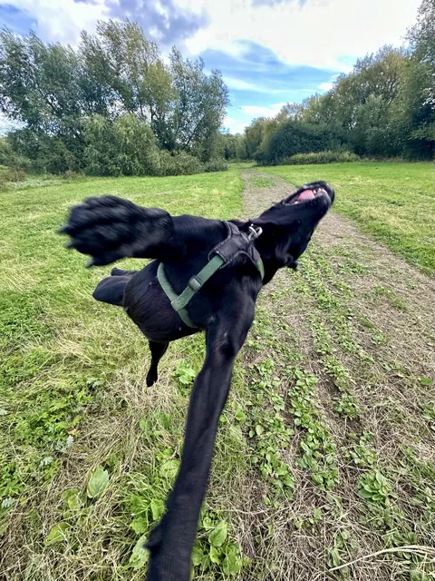 My normal dogs don’t do this.