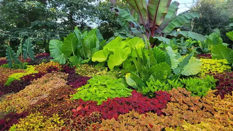 Tropical bedding with coleus