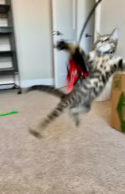 Some of my favorite kitten photos of Mater