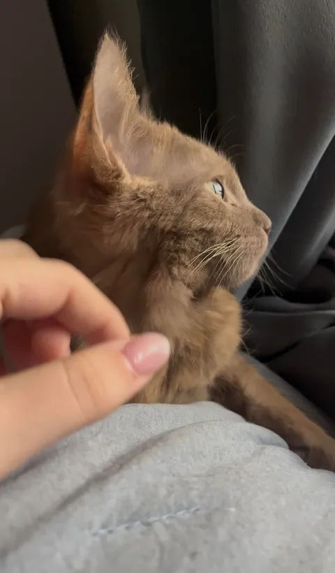 What color is my new baby