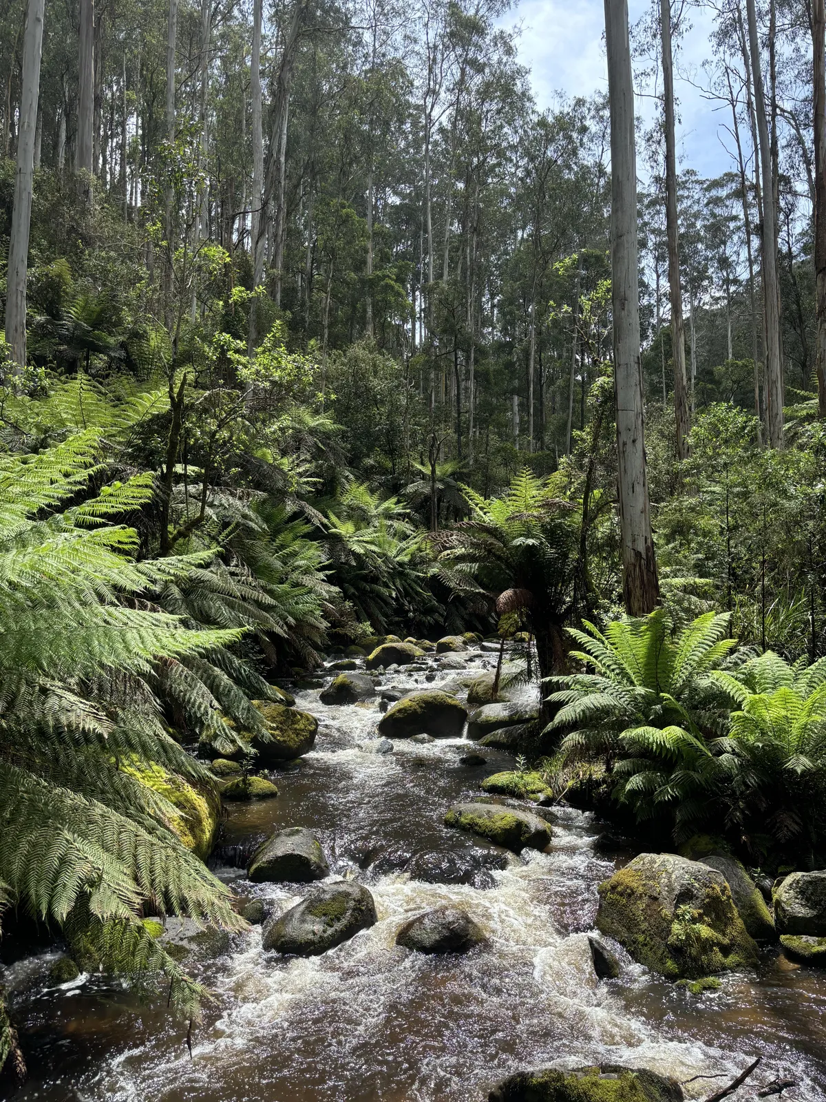 Surreal Forest Walk; Toorongo Falls, Vic, Aus [4284x5712][OC]