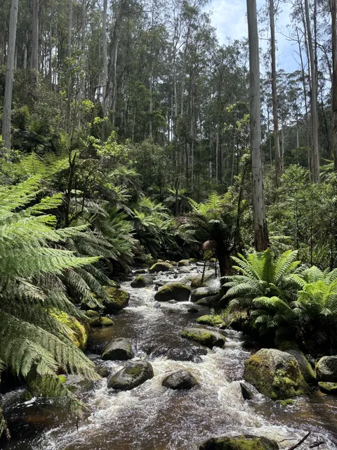 Surreal Forest Walk; Toorongo Falls, Vic, Aus [4284x5712][OC]
