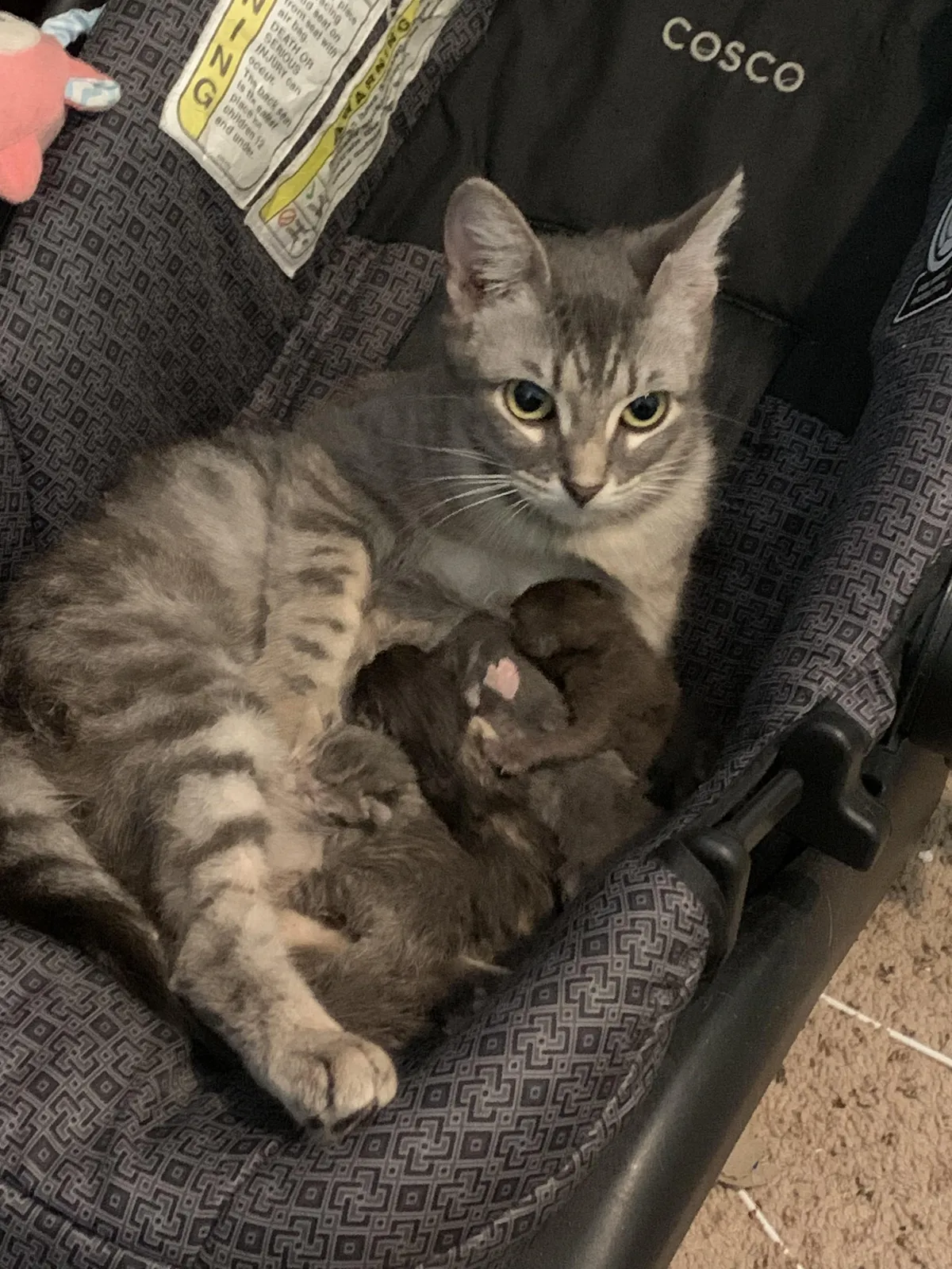 My cat had her babies :D
