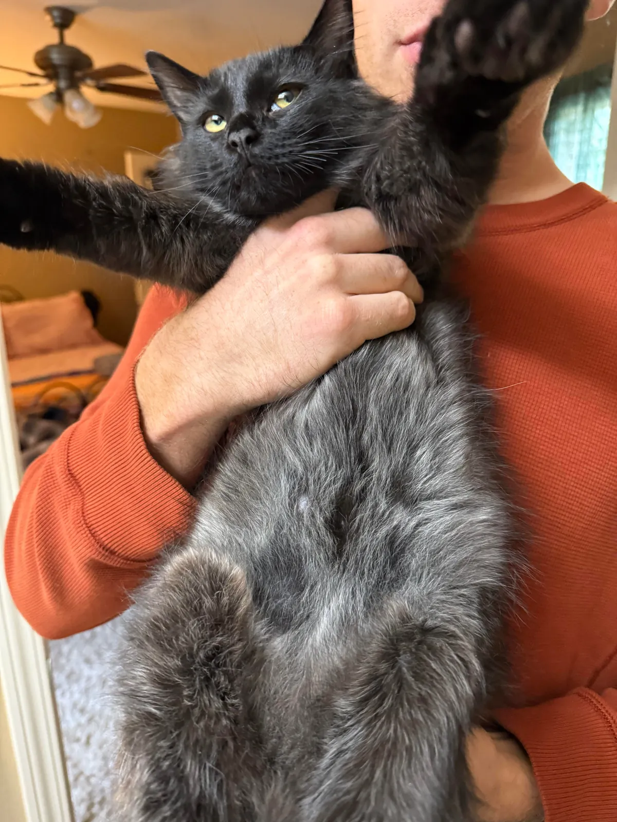 My cat is …. Changing colors? This