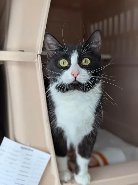 The cute Églantine from our shelter. ❤️❤️❤️