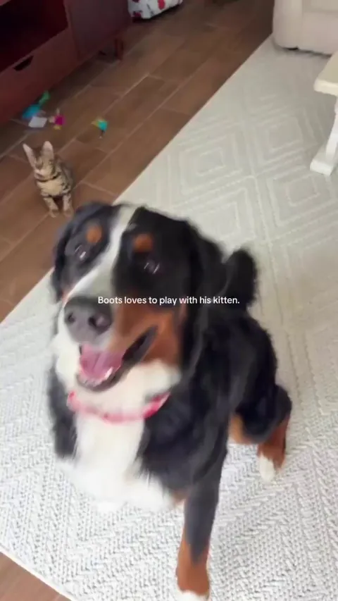 Dog learns to play with his kitten.