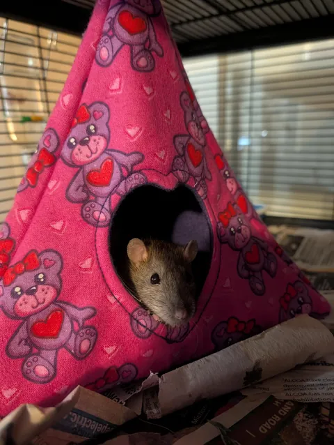 Reaction to new beds I made