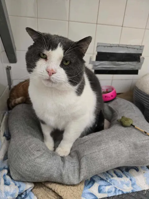 Géode and all the gang at our shelter are wishing everyone a Merry Christmas!!! Thank you again for all your kind words ❤️❤️❤️