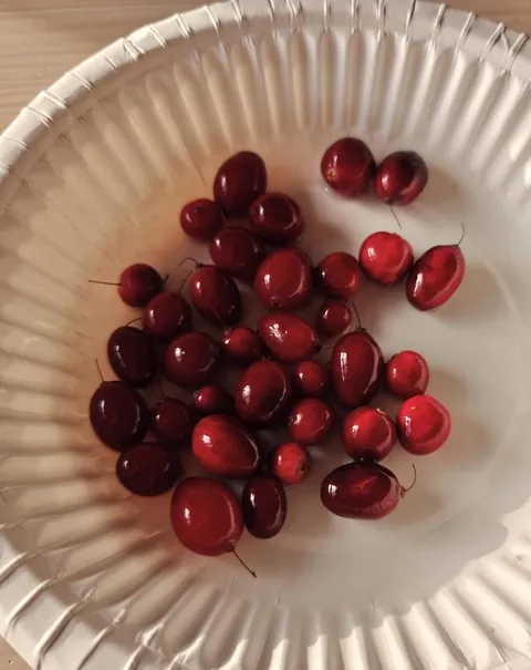 The first cranberry harvest from my home garden.