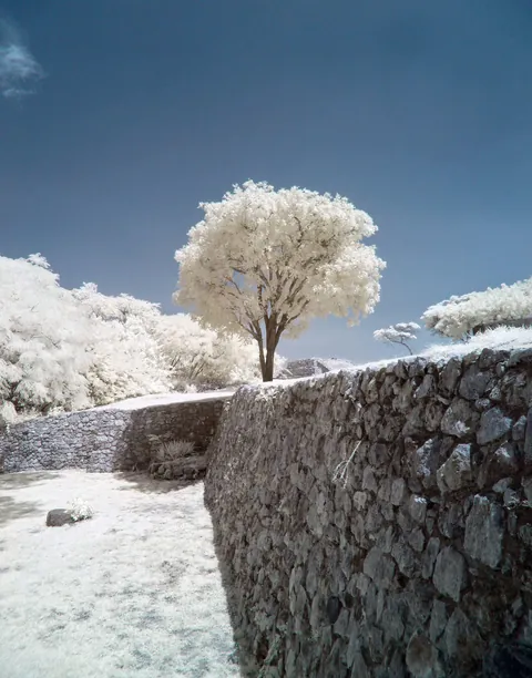 ITAP of a tree growing out of the ruins of Xochicalco, in Mexico.