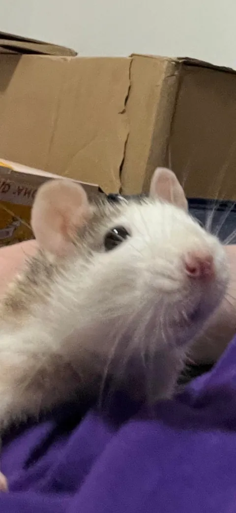 Mama Rat Appreciation Post