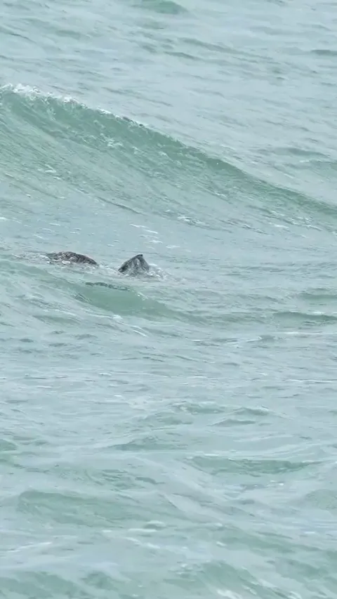 The stunning moment when an osprey emerges from the ocean clawed onto its prey, a barracuda
