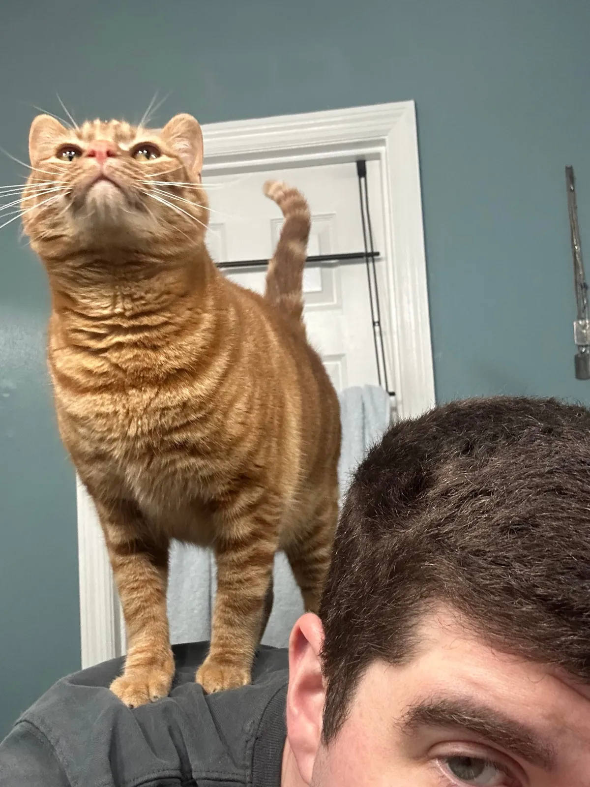 Saved a kitten from a steel mill (and a coworker)