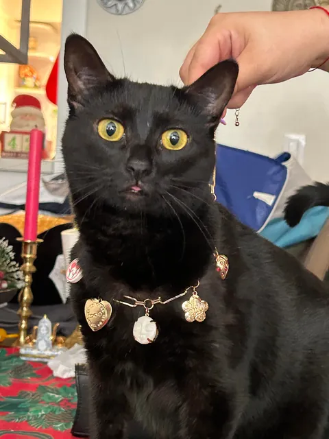 Tell ketchup she looks pretty with her necklace 🥰🙏💎