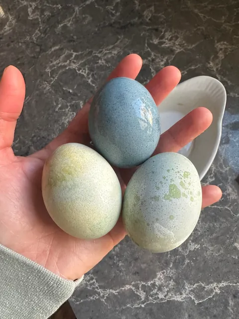 I dyed Easter Eggs using seeds from our cottonwood tree!They always stain our deck blue so I decided to mix them with vinegar and see what happened and it worked!! The best egg was an overnight soak with a little baking soda added too.