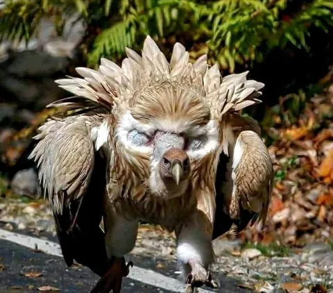 Himalayan Griffon vulture showing off its fake eyes