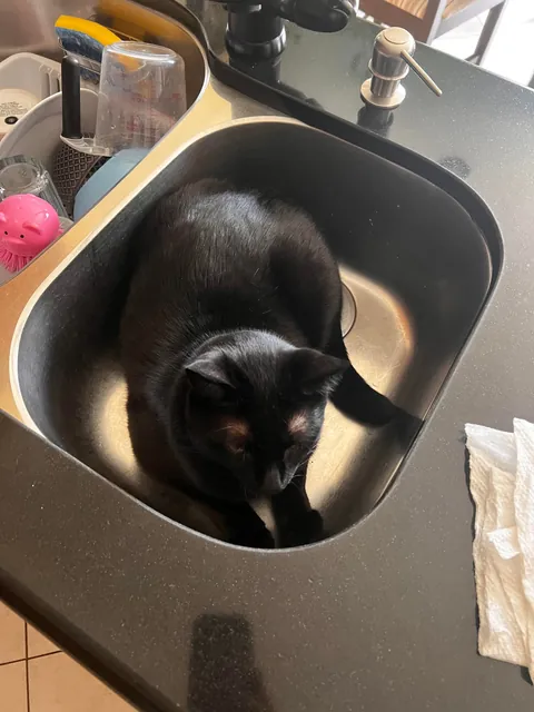 Anyone else have a sink void