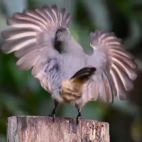 🔥 This male Victoria Rifle Bird (found in Queensland, Australia) trying to impress a female with his mating dance.