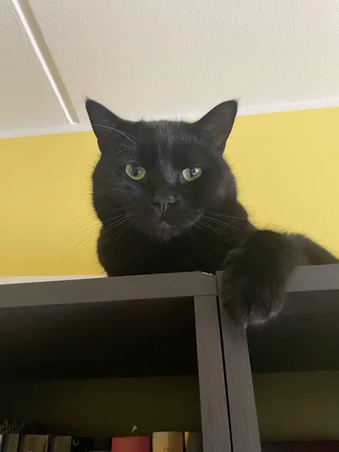 According to your cat, what crimes against them are you guilty of?