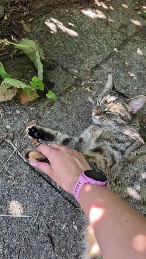 Giving my cat a massage in our (cat-proof) garden for some well deserved relaxation 😸