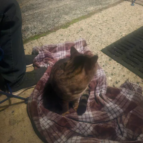 Meet Purrogi, a "feral" cat we've adopted at the Polish club