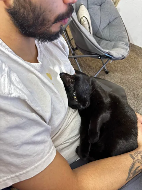 My kitty loves my boyfriend 🥰🥰