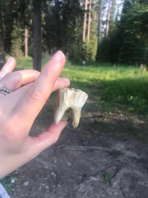 Found a moose tooth in the creek