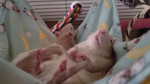 Guys is my rat suffering? He's acting so weird?