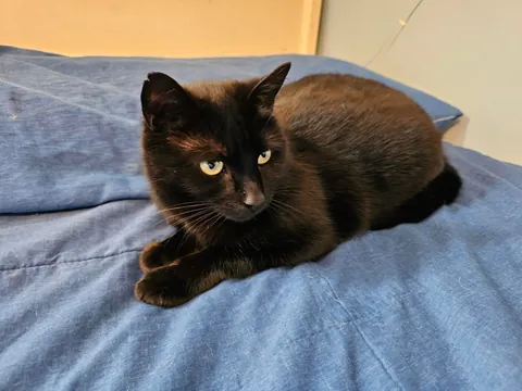 This lady is Peanut. She is a member of the local feral cat colony I take care of. This winter she had had enough of the cold, and decided she was going to move inside. She didn't ask me beforehand, but I guess it's acceptable. She is very sweet.