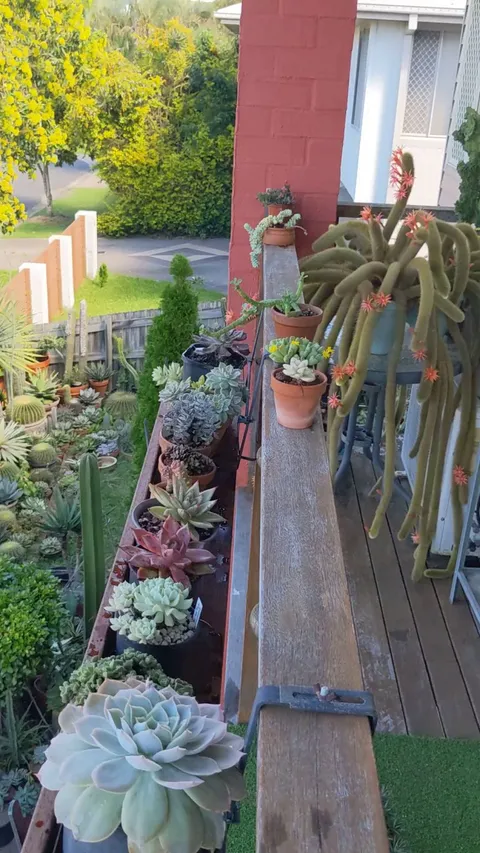 Cactus bloom in balcony