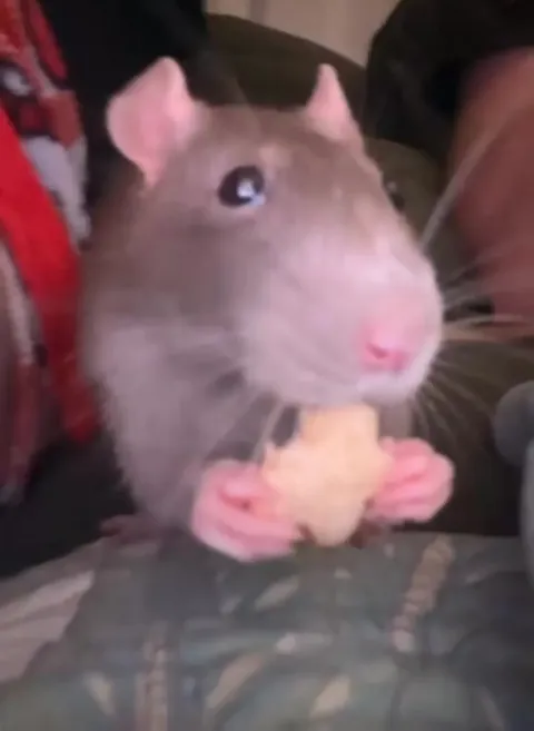 not a thought in that head