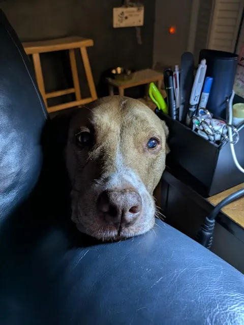 Sneak up from behind, put your cold wet snoot on mommy's upper arm, watch her jump 5 feet into the air.
